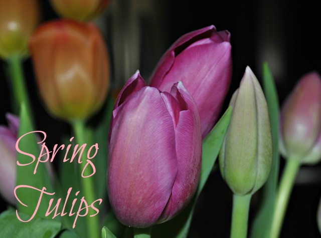 Spirng Tulips